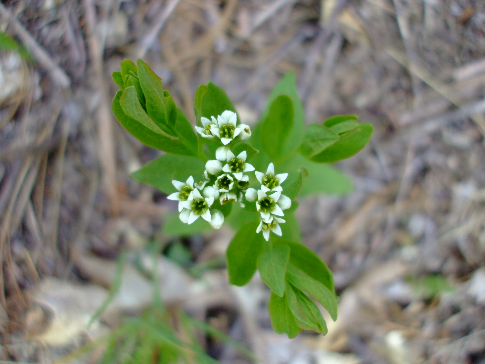 Comandra umbellata